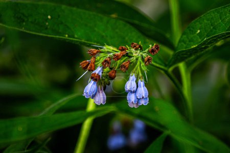 Merveille médicinale : floraison de consoude et de fleurs sauvages pourpres dans un jardin d'été