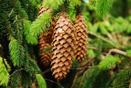 Téléchargez les photos : Picea abies est un arbre connu sous le nom d'épinette de Norvège ou épinette européenne. Cônes sur une branche de conifères. - en image libre de droit