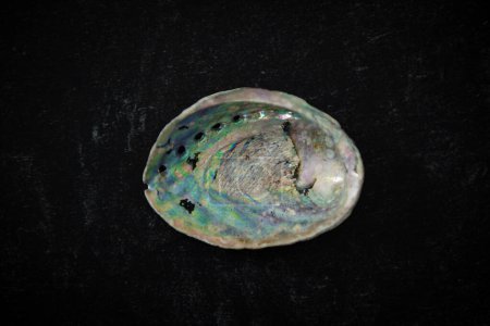 Photo for Paua unpolished shell on dark background. Close up. Paua is Maori for abalone. . High quality photo. Rough unfinished surface. Found in nature. - Royalty Free Image