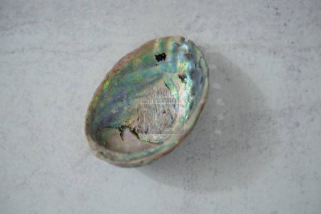 Photo for Paua unpolished inside shell on concrete looking background. Close up. Paua is Maori for abalone. Rough unfinished surface. Found in nature. Shadow of paua shells on grey concrete background. - Royalty Free Image
