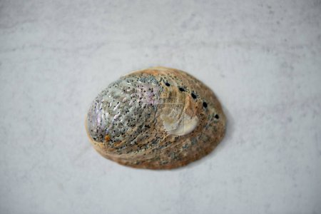 Photo for Paua unpolished outside shell on concrete looking background. Close up. Paua is Maori for abalone. Rough unfinished surface. Found in nature. Shadow of paua shells on grey concrete background. - Royalty Free Image