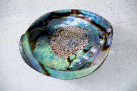 Photo for Paua polished shell on light concrete background. Close up with shadow of holes. Paua is Maori for abalone . High quality photo. Rough unfinished surface. Found in nature. - Royalty Free Image