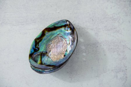 Photo for Paua polished shell on light concrete background. Close up with shadow of holes. Paua is Maori for abalone . High quality photo. Rough unfinished surface. Found in nature. - Royalty Free Image