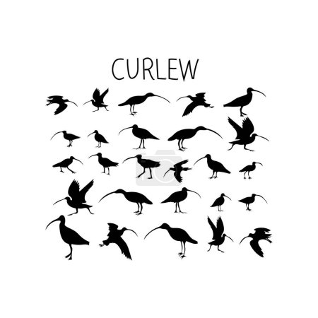 CURLEW iconos silloute vector