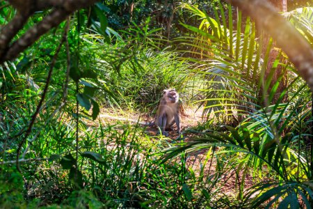 Monkey in the tropical forest of Mauritius, Africa.