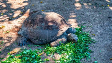Grande énorme tortue manger des salades de près, Maurice, Afrique. Tortue géante mangeant de l'herbe, Maurice, Afrique.