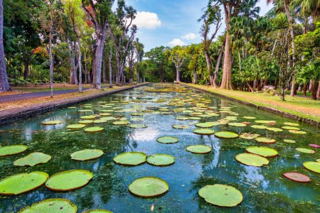 Sir Seewoosagur Ramgoolam Botanical Garden, Teich mit Victoria Amazonica Giant Seerosen, Mauritius. Berühmter Sir Seewoosagur Ramgoolam Botanischer Garten, Mauritius