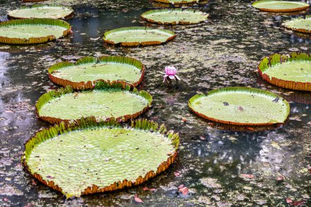 Sir Seewoosagur Ramgoolam Botanical Garden, Teich mit Victoria Amazonica Giant Seerosen, Mauritius. Berühmter Sir Seewoosagur Ramgoolam Botanischer Garten, Mauritius