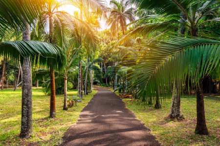 Sir Seewoosagur Ramgoolam Botanischer Garten, Pamplemousses, Mauritius Insel, grüne Allee entlang der Bäume im Botanischen Garten von Pamplemousses.