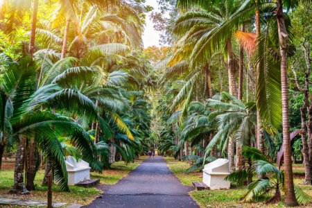 Sir Seewoosagur Ramgoolam Botanischer Garten, Pamplemousses, Mauritius Insel, grüne Allee entlang der Bäume im Botanischen Garten von Pamplemousses.