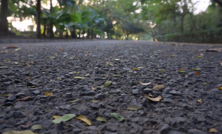 Closeup of asphalt road inside joggers park. Tilt up view.