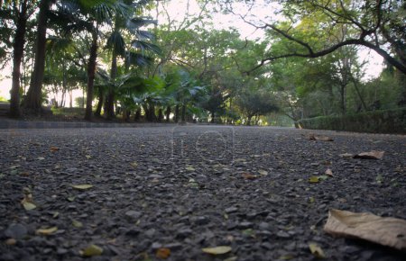 Foto de Primer plano de la carretera de asfalto dentro del parque de corredores. Vista inclinada hacia arriba. - Imagen libre de derechos