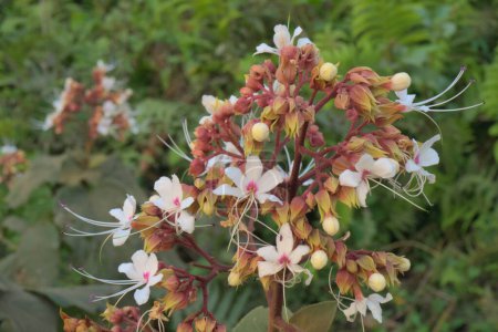 Clerodendrum infortunatum ou fleur de chapeau, tropicale, médicinale fleur sauvage.