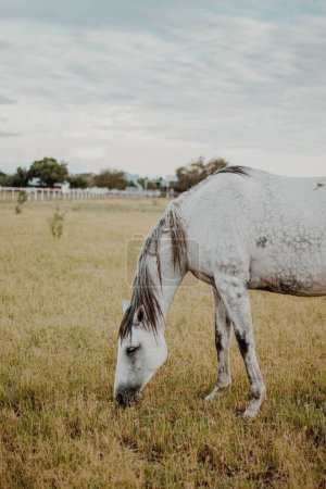Foto de Un selectivo de un caballo blanco pastando en un campo - Imagen libre de derechos