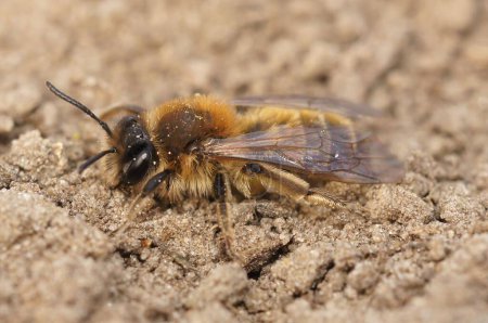 Photo for A macro shot of a female andrena praecox - Royalty Free Image