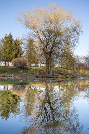 Téléchargez les photos : Un plan vertical de beau grand arbre et son reflet dans l'étang du parc - en image libre de droit