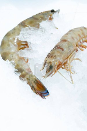Téléchargez les photos : Un plan vertical de crevettes fraîches crues sur de la glace exposée dans un marché - en image libre de droit