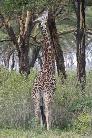 Téléchargez les photos : Plan vertical d'une girafe mangeant des feuilles sur l'arbre - en image libre de droit