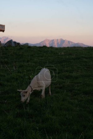 Foto de Un disparo vertical de una cabra en la cima de una montaña en Italia en una puesta de sol de hora dorada - Imagen libre de derechos