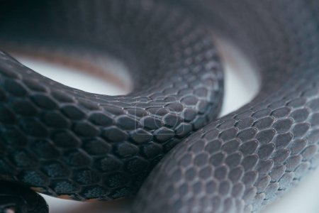 A macro of a ring-necked snake