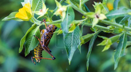 Photo for A closeup of a grasshopper on a plant - Royalty Free Image