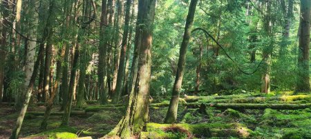 Téléchargez les photos : Un beau plan d'une forêt pleine de grands arbres pendant la journée - en image libre de droit