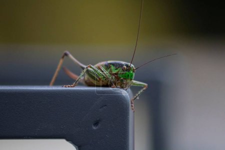 Téléchargez les photos : Un gros plan d'une sauterelle verte. - en image libre de droit