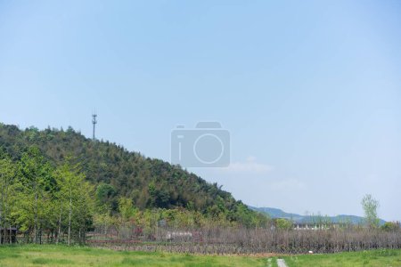 Photo for A green field in Shaoxing, China, with a green-covered mount in the background - Royalty Free Image