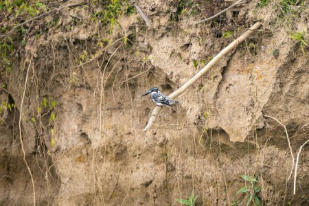 Photo for A Pied Kingfisher perched on a branch - Royalty Free Image