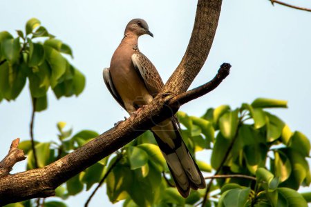 Photo for A european turtle dove perched on a branch - Royalty Free Image