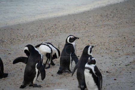 Téléchargez les photos : Le cap des pingouins marchant sur le sable contre la mer en Afrique du Sud - en image libre de droit