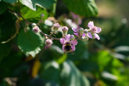 Foto de Un enfoque selectivo de un abejorro recogiendo polen de una flor rosa - Imagen libre de derechos