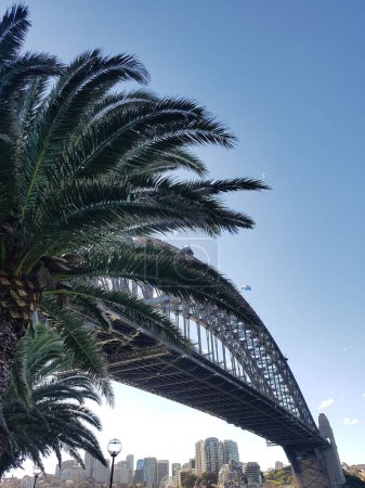 Photo for A scenic palm tree and Sydney Harbor bridge on a bright sunny day, Australia - Royalty Free Image
