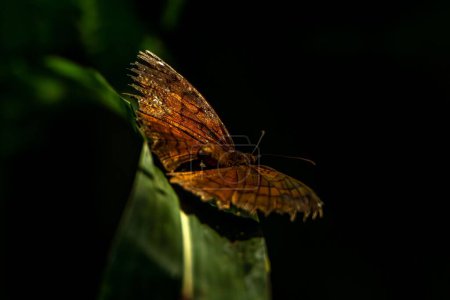 Téléchargez les photos : Un papillon brun perché sur une feuille verte sur un fond noir - en image libre de droit