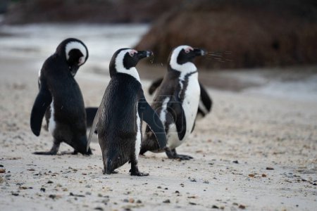 Foto de Los pingüinos del cabo caminando sobre las arenas contra el mar en Sudáfrica - Imagen libre de derechos