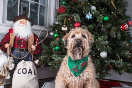 Téléchargez les photos : Portrait d'un adorable terrier à blé avec une écharpe assise près du sapin de Noël - en image libre de droit