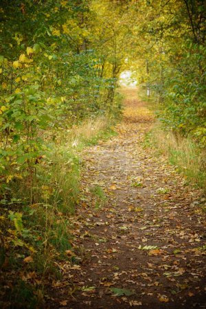 Photo for A vertical shot of a narrow pathway covered by leaves across Owinska forest in Poland in the Autumn - Royalty Free Image