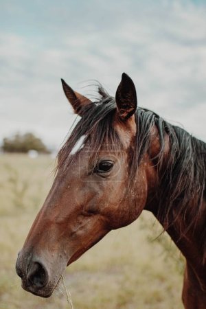 Téléchargez les photos : Une sélection d'un visage de cheval brun - en image libre de droit