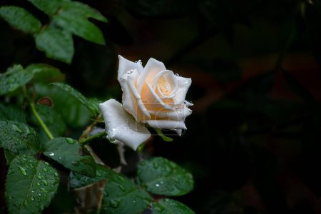 Foto de Un primer plano de una rosa blanca mojada sobre un arbusto con hojas mojadas sobre un fondo negro - Imagen libre de derechos