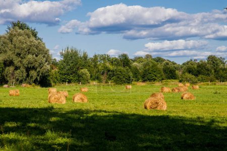Téléchargez les photos : Un beau paysage verdoyant sur une terre agricole avec des arbres par une journée ensoleillée et un ciel clair - en image libre de droit
