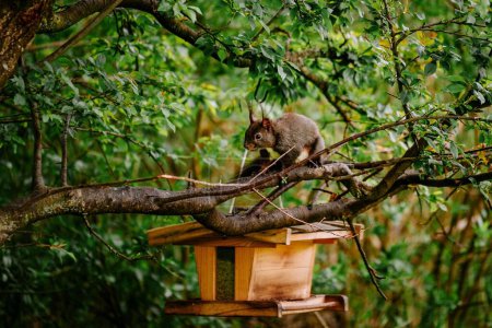 Téléchargez les photos : Gros plan d'un écureuil sur une branche d'arbre dans la forêt dans la nature - en image libre de droit