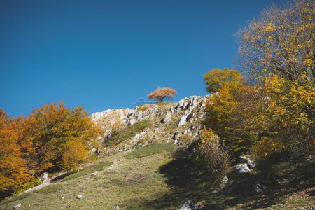 Photo for A scenic view of a hill with trees under the clear blue sky in autumn, Rieti, Italy - Royalty Free Image