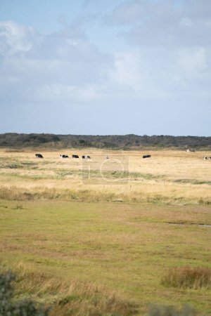 Foto de Un disparo vertical de un campo de pastizales rurales con animales de pastoreo en la distancia - Imagen libre de derechos