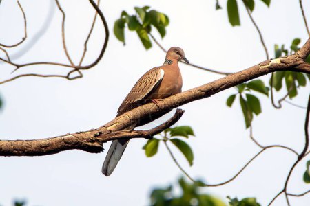 Photo for A european turtle dove perched on a tree - Royalty Free Image