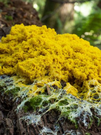 Photo for A closeup shot of scrambled egg slime mold on a tree trunk in the daylight - Royalty Free Image