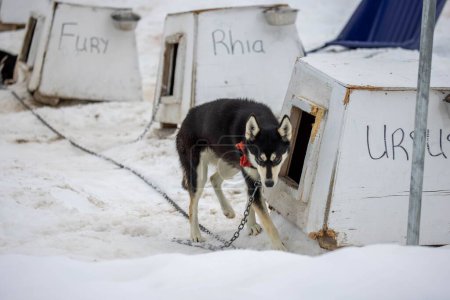 Foto de El perro de trineo en las perreras en el campo nevado - Imagen libre de derechos