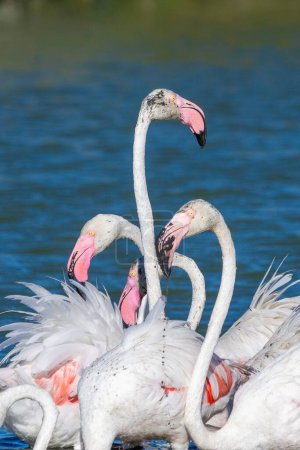 Photo for A vertical shot of the four greater flamingos against the lake - Royalty Free Image