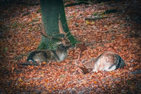 Foto de Un par de machos del barbecho europeo descansando sobre las hojas caídas del otoño en el suelo del bosque - Imagen libre de derechos