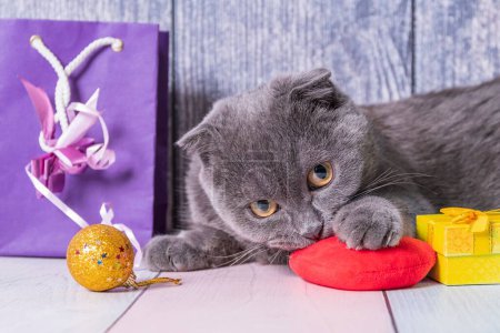 Téléchargez les photos : Jeune animal British Fold chaton se trouve sur une table en bois entre les paquets et les boîtes avec des cadeaux de vacances et regarde la caméra. - en image libre de droit