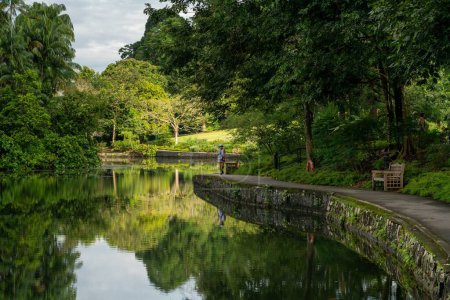 Téléchargez les photos : Une femme se promène au bord du lac tôt le matin au Jardin botanique de Singapour. - en image libre de droit